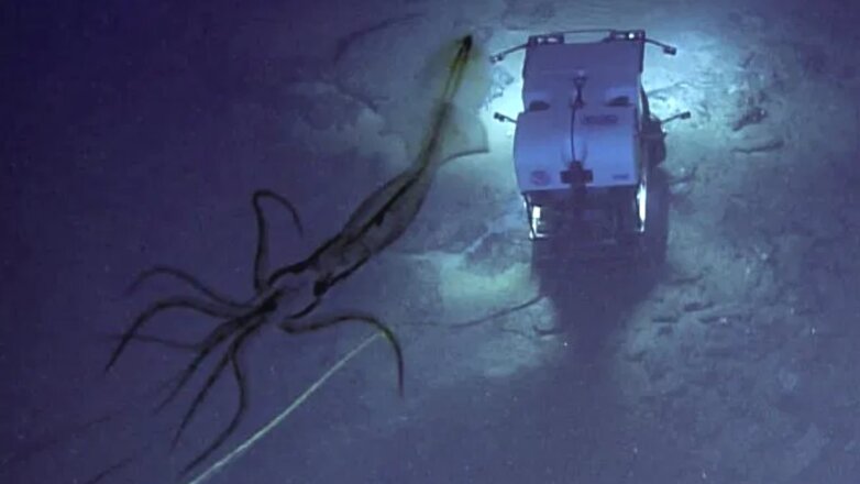В сети появилось жуткое фото гигантского кальмара