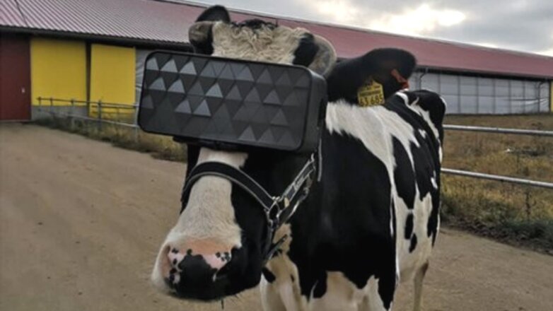 Российских коров спасут от стресса с помощью новых технологий