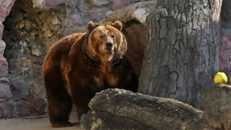 В Московском зоопарке медведица не может уйти в спячку из-за тёплой погоды