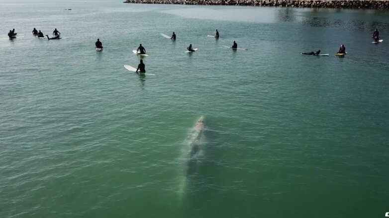 Серфинг с китом попал на видео