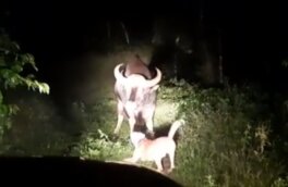 Схватку собаки и огромного быка-гаура показали на видео