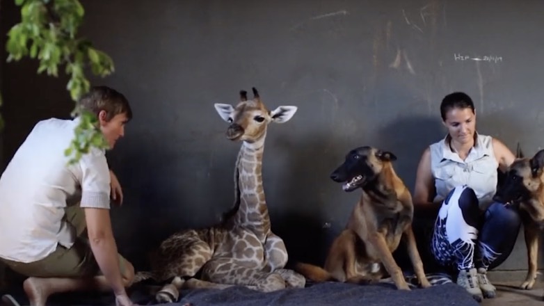 Детёныш жирафа подружился со сторожевым псом в Лимпопо