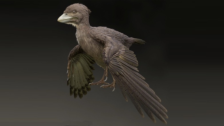 Археологи обнаружили останки голубей эпохи динозавров