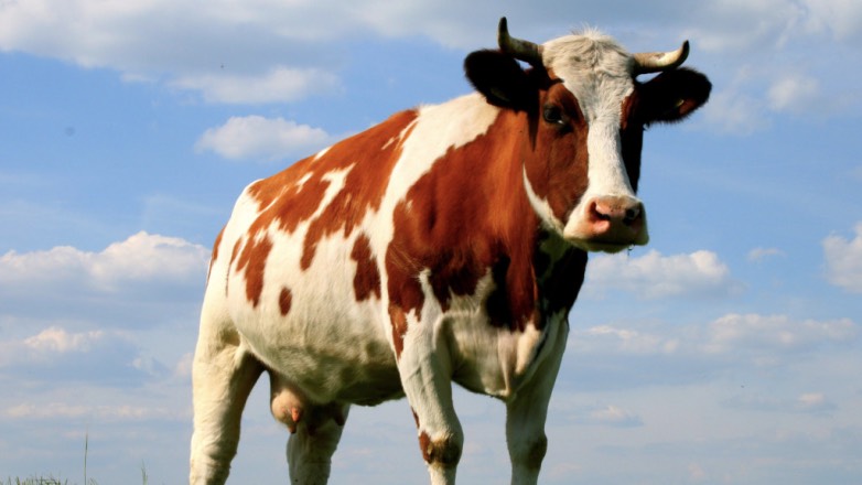 На аукционе в Канаде корову продали за рекордную сумму