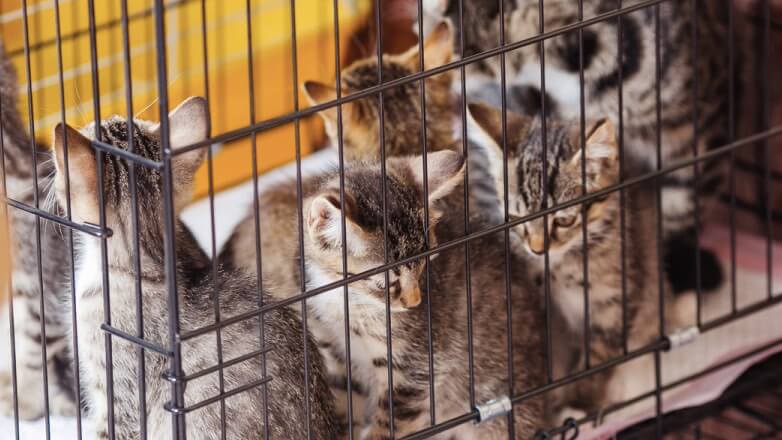 Под Сургутом живодер выбросил в лесу 28 кошек