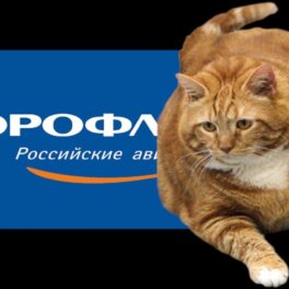 Владельцу толстого кота Виктора предложили стать акционером «Аэрофлота»
