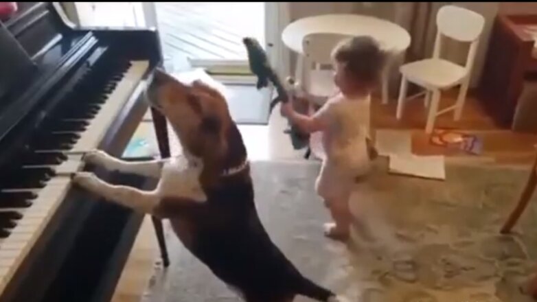 В сети набирает популярность ролик с псом-пианистом