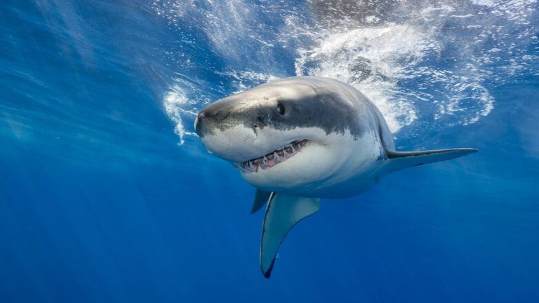 В Австралии акула-людоед убила серфера