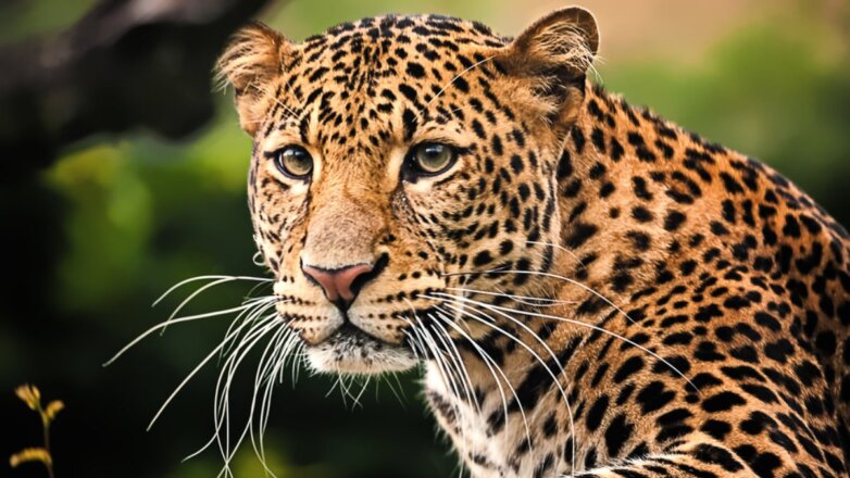 В Кении туристы сняли на видео схватку леопарда с питоном