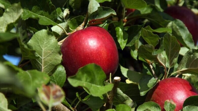В США появились в продаже яблоки длительного хранения