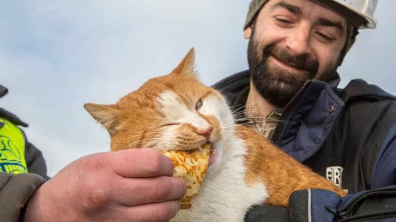 Стала известна судьба крымского кота Мостика