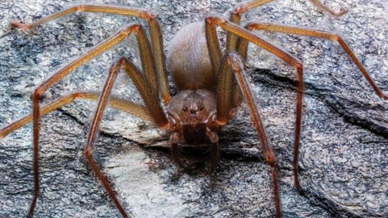 Ученые нашли паука с приводящим к некрозу укусом