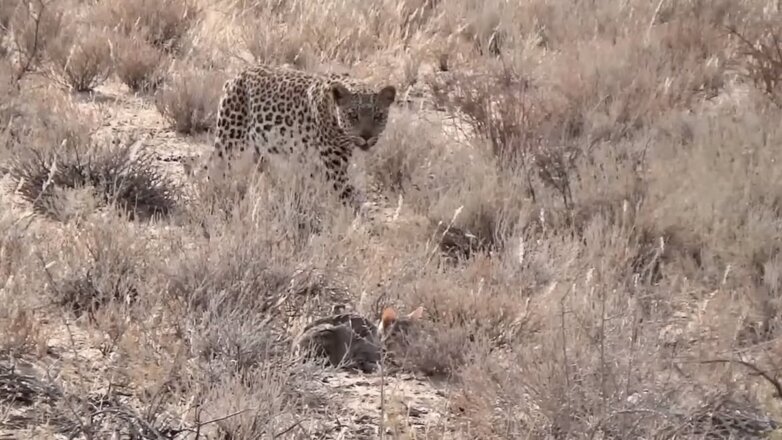 Охоту леопарда на степного кота сняли на видео