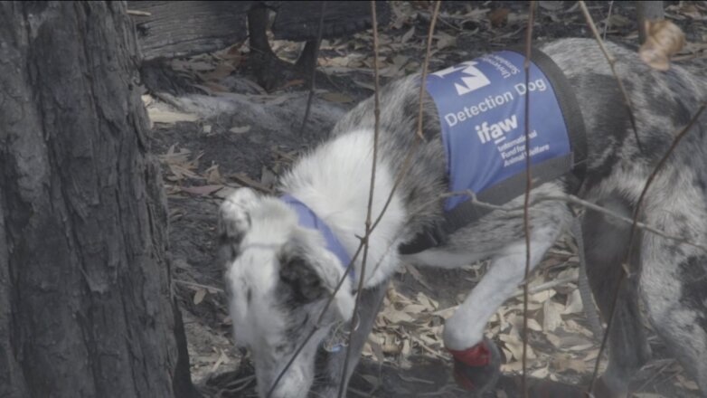 Бездомный пёс научился спасать коал из пожаров