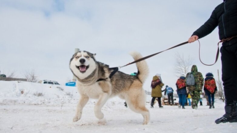 Владельцам собак дали советы по выгулу в холодную погоду