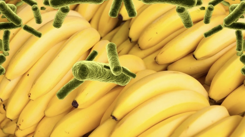 В Россию попали бананы с переносчиком холеры