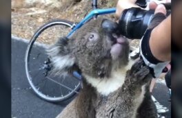 Сеть расстрогало видео с попросившей воды у людей коалой
