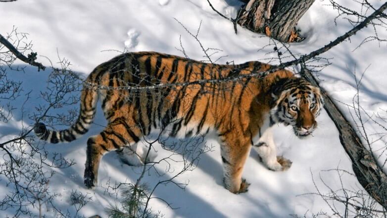 Под Хабаровском сняли на видео сопровождающего автомобиль тигра