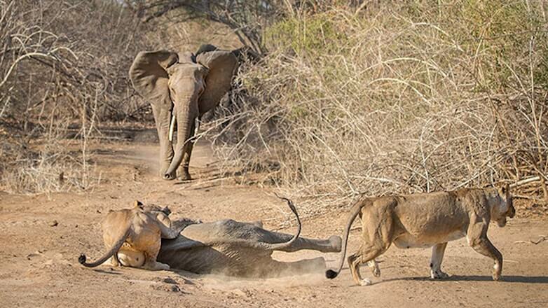 Опубликованы фотографии схватки слонихи и голодных львиц