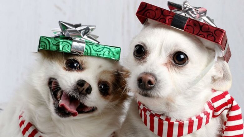 Собаки рассмешили соцсети забавной рождественской фотографией