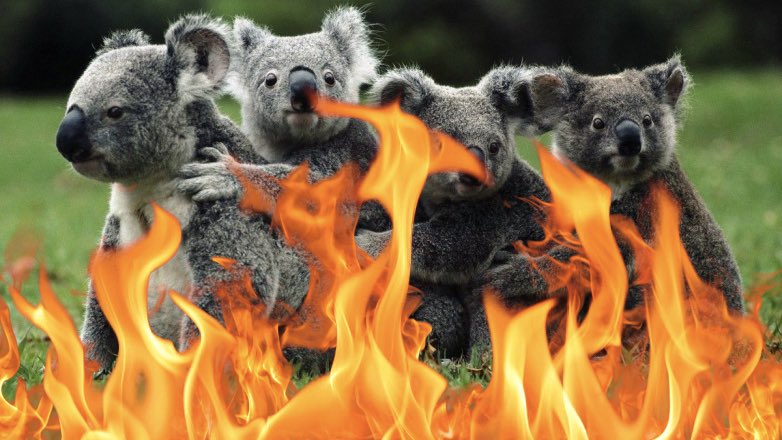 В австралийских лесных пожарах могли погибнуть полмиллиарда животных