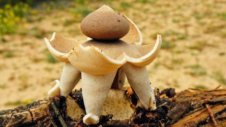 В Волгоградской области нашли уникальный гриб