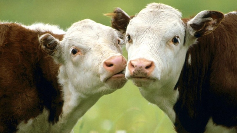 Учёные узнали о способности коров общаться друг с другом