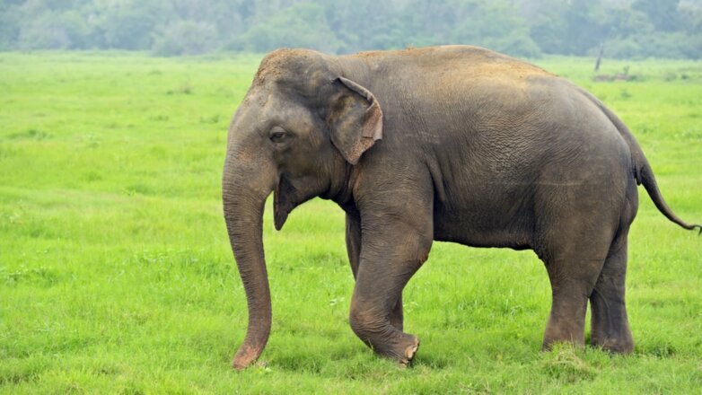 В сети появилось видео погони разъярённого слона за туристами