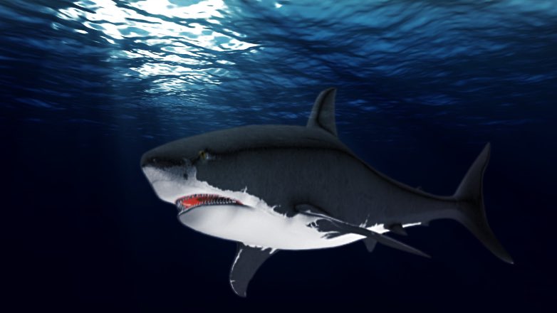 Учёные пытаются найти разгадку гибели огромной альфа-акулы