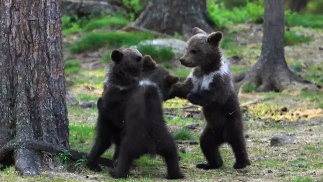 Финский фотограф запечатлел «танец» медвежат в лесу