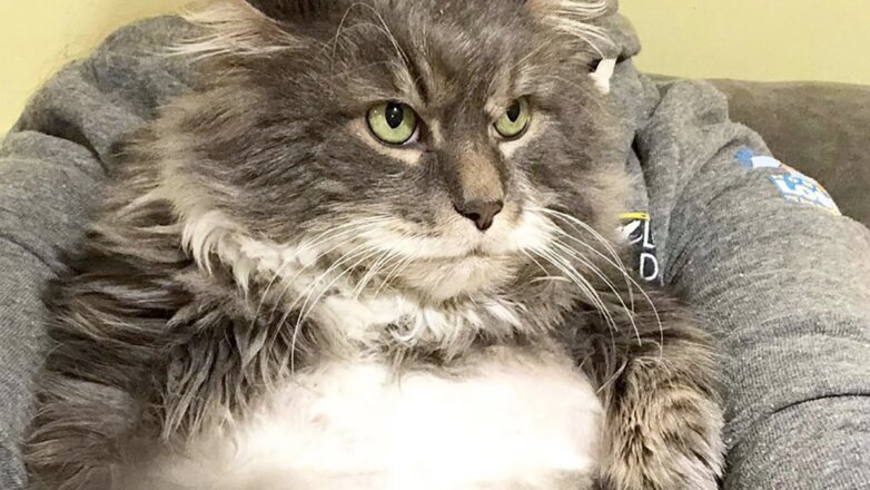 Зоозащитники помогли страдающему ожирением коту сбросить вес