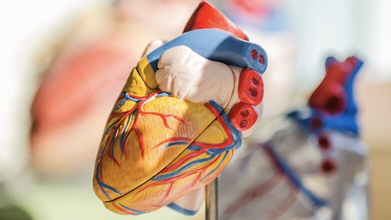 Ученые создали компьютерную модель сердца
