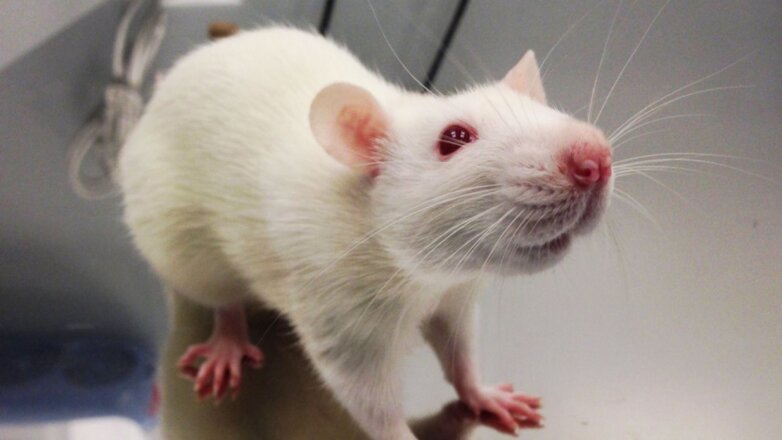 Учёные научили крыс с имплантами в мозге диагностировать рак