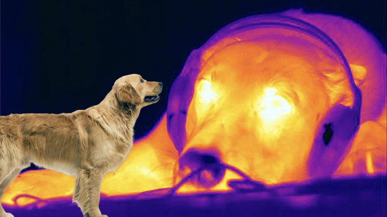 Ученые обнаружили уникальную особенность собачьего носа