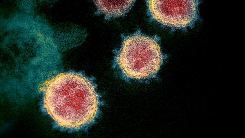 Биолог назвала сроки окончания пандемии COVID-19 в России