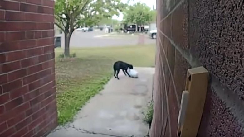 Укравший посылку хитрый пес попал на видео