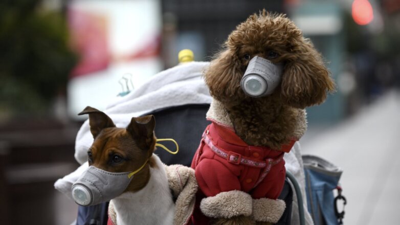 В Гонконге зарегистрировали смерть первой заразившейся коронавирусом собаки