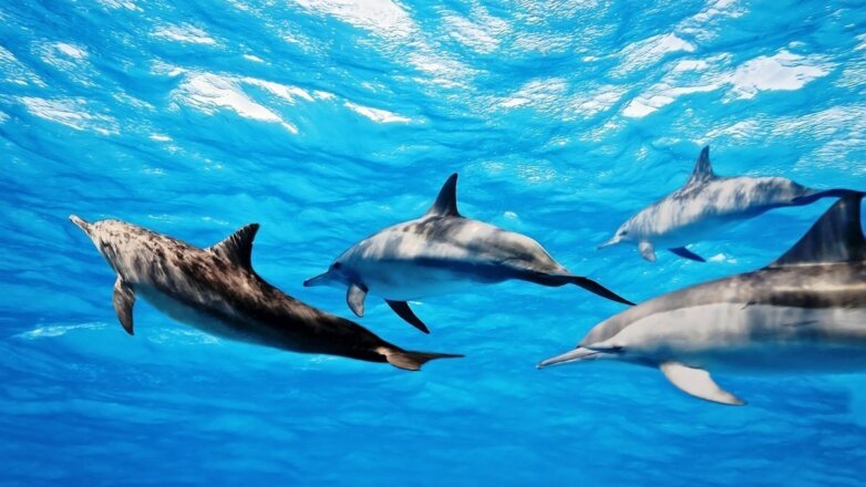 К причалам «Восточного Порта» вернулись дельфины