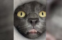 Любопытный кот из сибирского городка стал звездой соцсетей