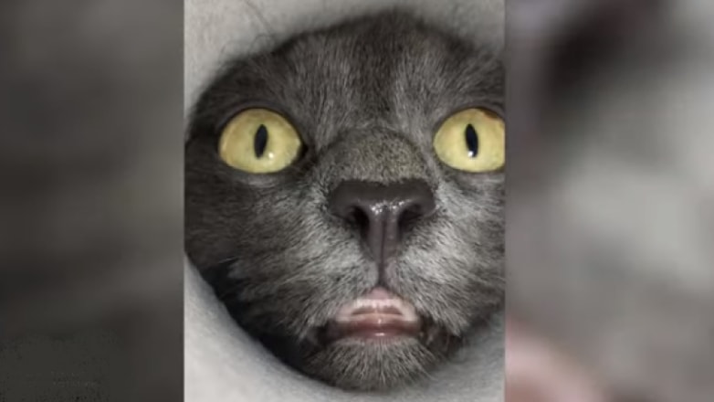 Любопытный кот из сибирского городка стал звездой соцсетей