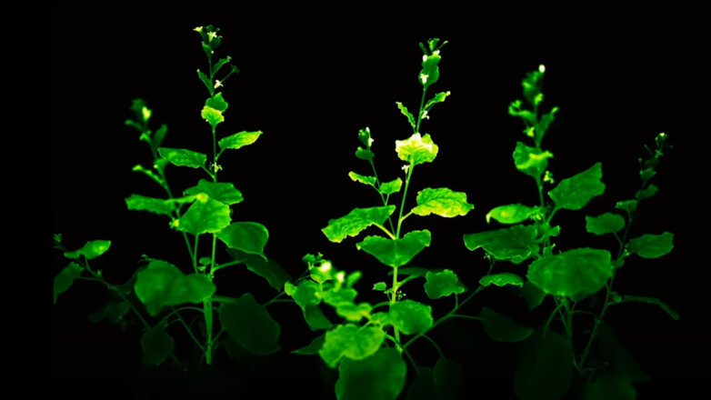 В «Сколково» разработали светящиеся растения