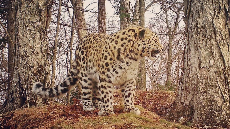 Новый «леопард-загадка» появился в Приморье