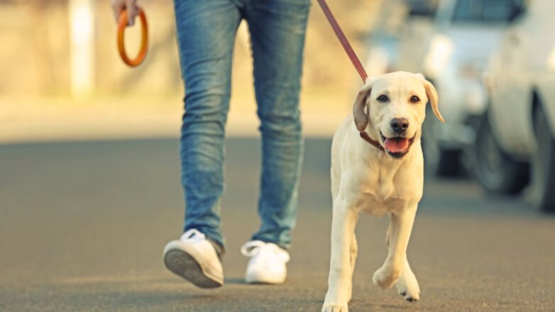 СМИ: детям и пьяным хозяевам могут запретить выгуливать собак в России