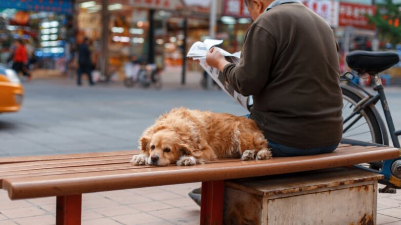 В Китае планируют исключить собак из категории съедобных животных