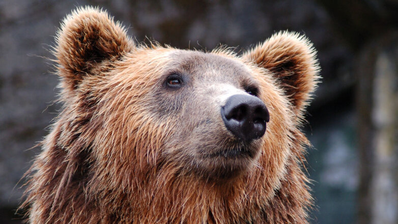 "Должен быть в спячке": медведь напал на человека в одном из российских регионов