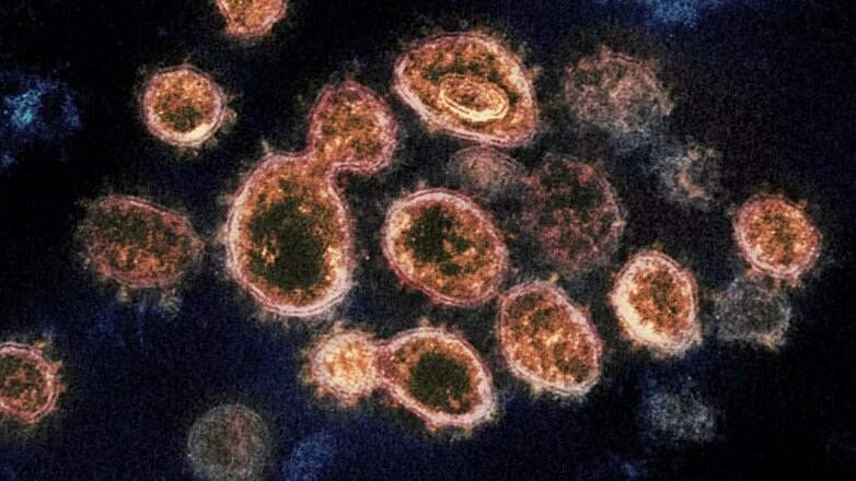 Опровергнута популярная теория о мутациях коронавируса