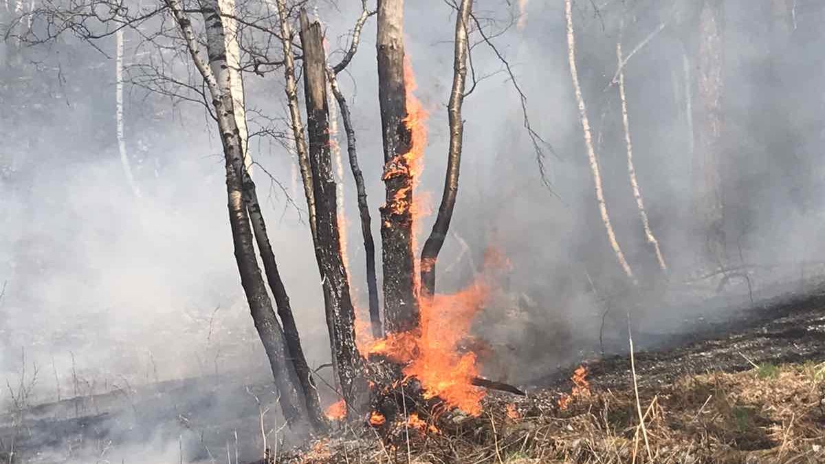 За сутки в России потушили 6 тыс. га лесных пожаров