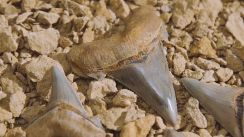 Американка нашла на дороге зуб огромной доисторической акулы