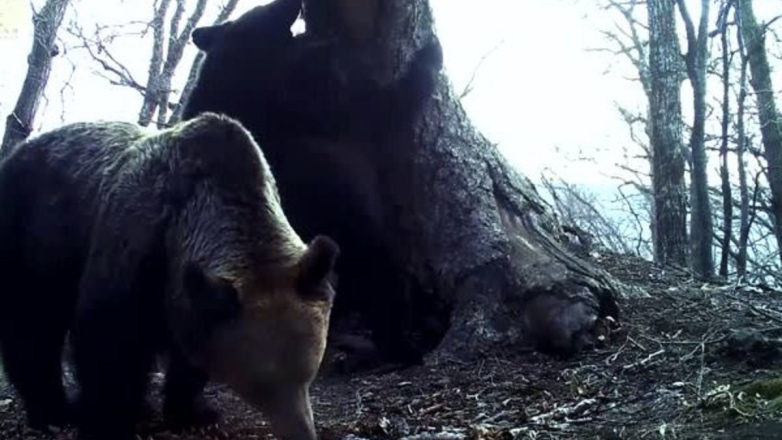 Медвежата случайно «сняли» на найденную камеру других животных