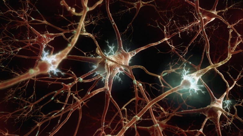 Ученые нашли способ восстановления нервных клеток